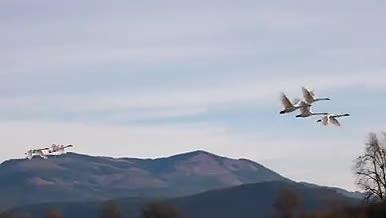 候鸟天空飞翔4K视频的预览图